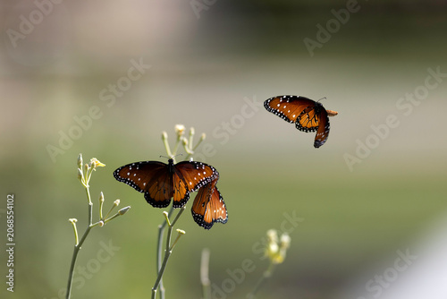 Canvastavla Three Queen butterflies flutter around a wildflower