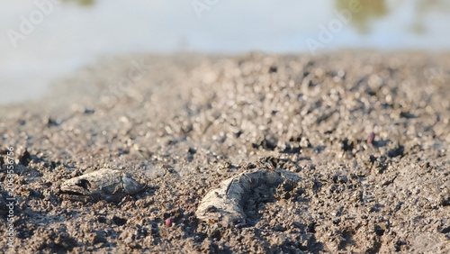 Canvastavla Fish bone carcasses on mud crack or dried cracked soil. Arid.