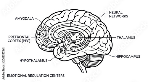 Brain Anatomy: Emotional Regulation Centers and Neural Networks Diagram