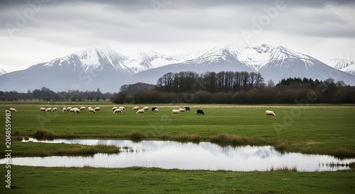 Scottish highlands pastoral scene with grazing sheep snow capped mountains and reflective wetland under cloudy skies