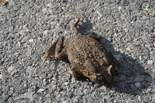 A toad lay stiff and dry in the sun on the road.