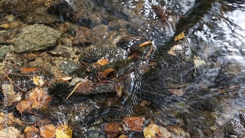 Water flows gently through a forest stream with vibrant autumn leaves scattered on the rocks. The peaceful setting showcases nature's beauty and tranquility during fall.