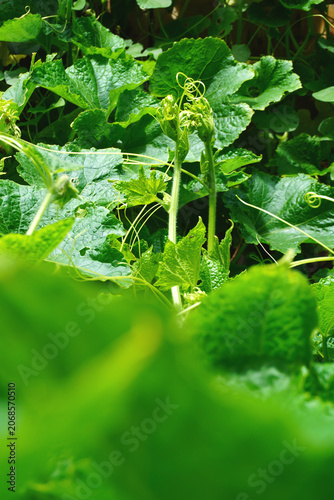 Pumpkin plants branch out into many stems. They are herbaceous, climbing vines that thrive in sandy loam soil and prefer full sunlight.