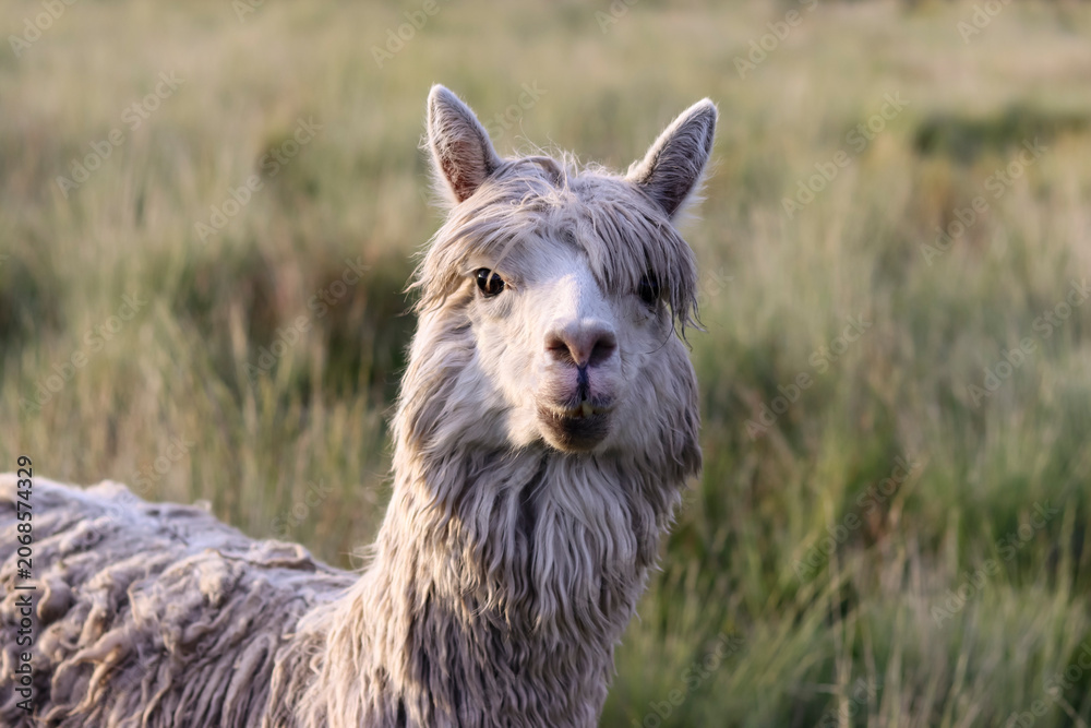 Obraz premium White long-haired alpaca in pasture, blurred background for wool production