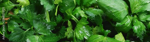 Freshly harvested green parsley leaves presenting a healthy culinary ingredient and garnish for various food preparations.