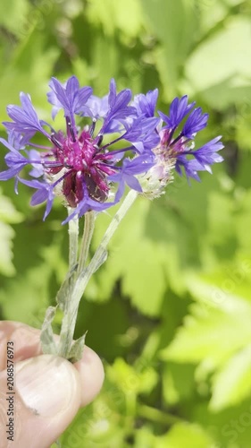 Vibrant Blue Cornflowers Blooming in a Wildflower Field