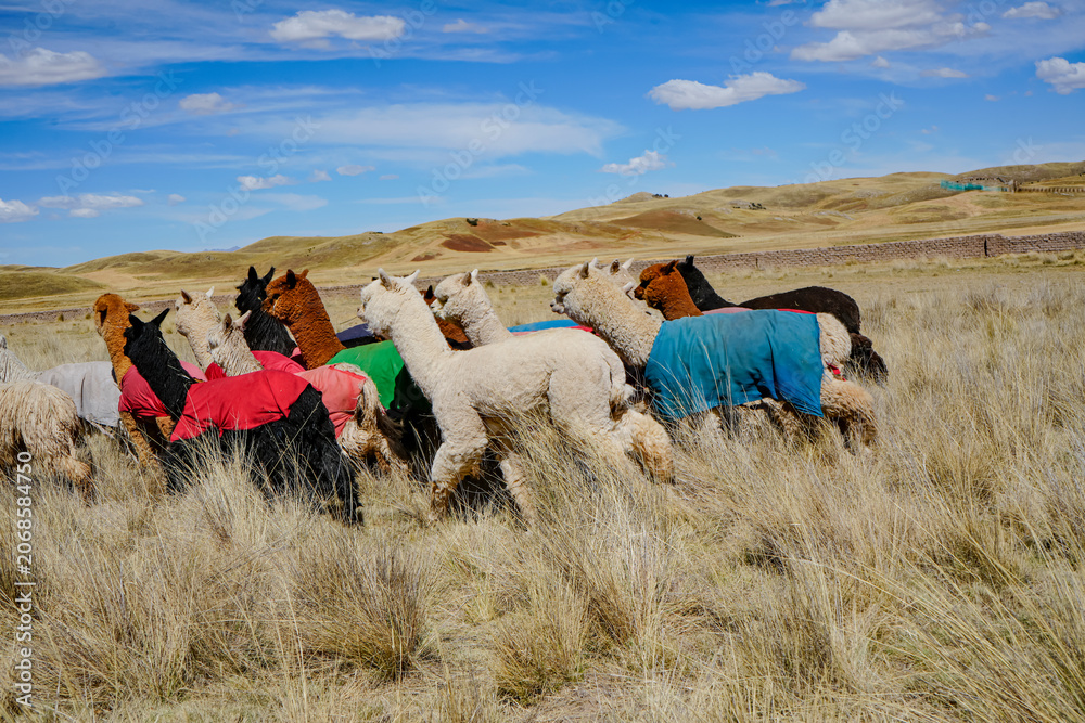 Fototapeta premium Alpacas with colorful blankets to preserve wool in Andean pasture