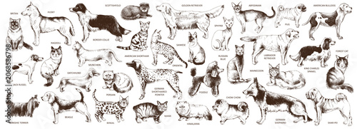 Bild auf Leinwand Cats and dogs breeds set vector