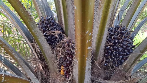 A plantation worker positions a traditional harvesting chisel tool (dodos) to cut a ripe fresh fruit bunch from an oil palm tree.