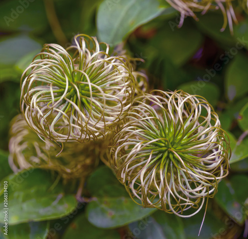Very decorative closeup view of Clematis seed heads.