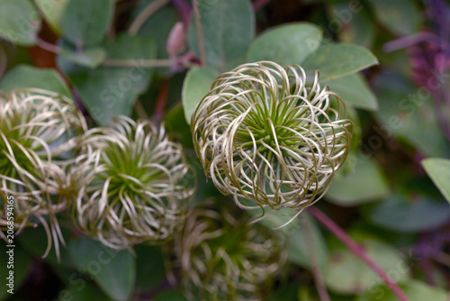 Very decorative closeup view of Clematis seed heads.