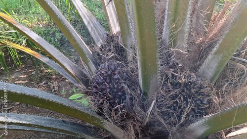 Close-up view of dark ripe oil palm fresh fruit bunches (FFB) nestled between thorny fronds on a plantation tree trunk.