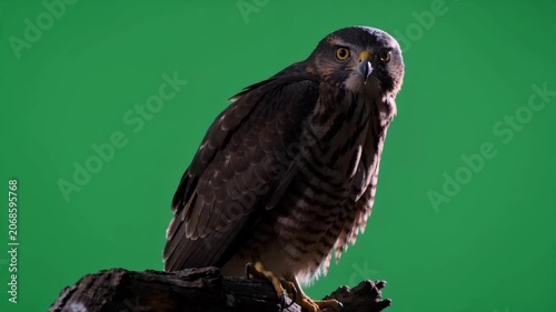 Majestic hawk perched on a branch isolated against a green screen