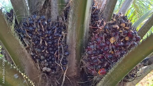 Detailed view of two large, dark purple-black oil palm fresh fruit bunches ready for harvest on a plantation tree.