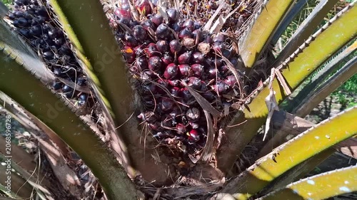 Close-up view of the freshly cut stem and inner core of a ripe reddish-black oil palm fruit bunch during the harvesting process on a tree.