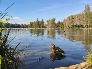 Wild duck landscape of an autumn white lake. Gatchina Park, Leningrad Region, Russia. A sunny wildlife landscape in a historic park.