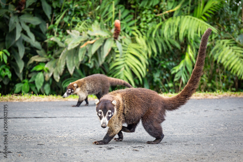 Nasenbär etlang der Straße in Costa Rica