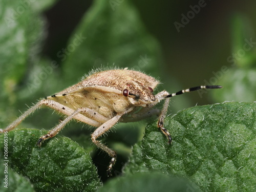 Fotografie Una chinche escudo (familia Pentatomidae) de cuerpo velludo y tonos pardos avanz