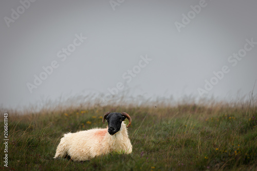 Dartmoor sheep on a foggy and rainy day in Darmoor national park, Devon, England.