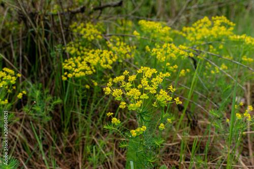 Cuadro en lienzo Yellow flowering cypress spurge (Euphorbia cyparissias) grows among grasses and meadow plants