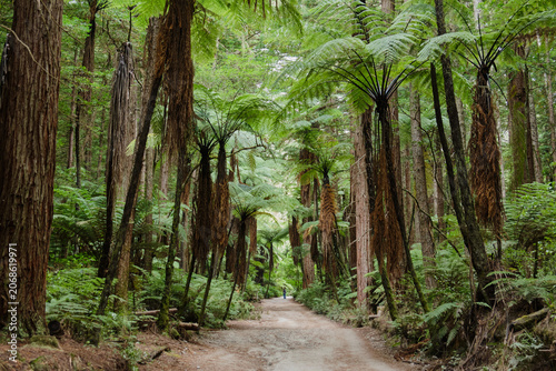 Redwoods in Whakarewarewa Forest - Rotorua, New Zealand