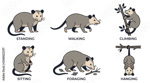 Opossum Behavior Reference Vector Collection