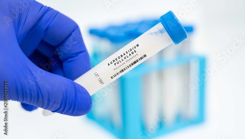 Принти на полотні Aureobasidium pullulans