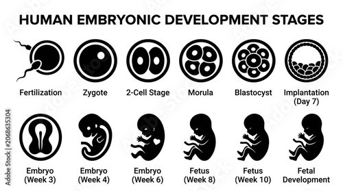Foto Human Embryonic Development Stages Icons: Fertilization to Fetal Development