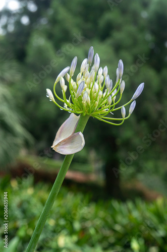 Blue Agapanthus flower bud opening close up.  African lily before blooming