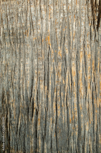 Palm tree bark texture background