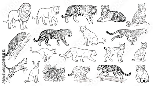 Photography Vintage wild cats line art collection, hand drawn big cat sketches with lion and
