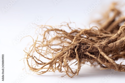 Botanical nettle root specimen on plain white surface for hair regeneration concept