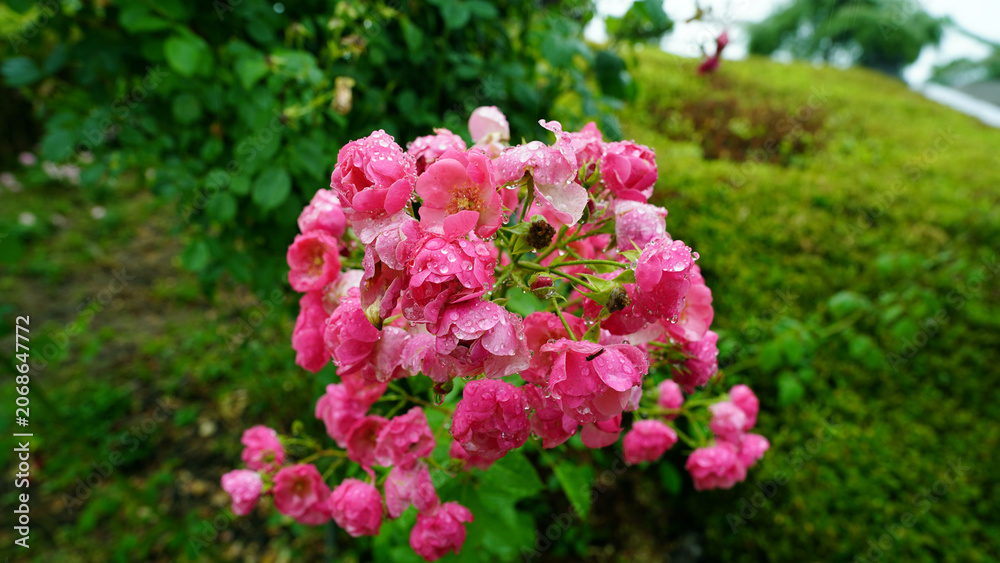 Obraz premium Pink Roses with Rain Droplets in Natural Garden Setting