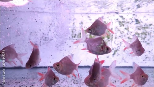 footage of a mob of small Barbonymus fish in an aquarium recorded from close up