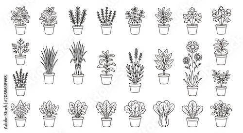 Minimalist herb plant line icons, collection of 25 potted culinary herbs and garden greenery, black and white vector botanical illustrations