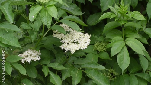 White Elderflower Blossoms and Green Leaves in Natural Summer Habitat