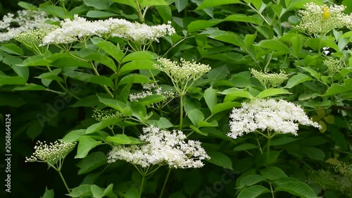 Elderberry bush blooming with white elderflower blossoms in green garden