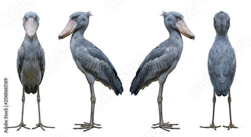 Shoebill stork displays its massive beak and grey plumage from multiple angles in a detailed zoological reference sheet.