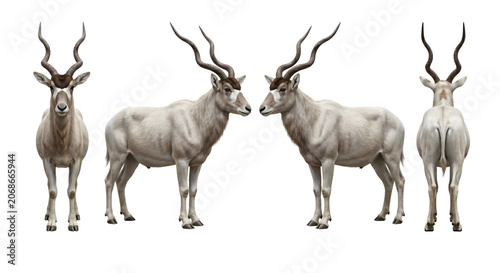 Addax antelope showcases a professional character design with front, profile, and back view angles.