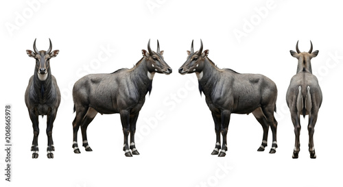 Nilgai displays its physical structure through a series of four distinct poses isolated against white.