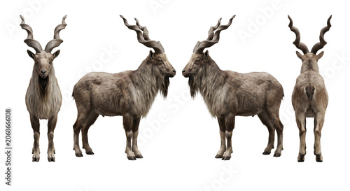 Markhor goat demonstrates a comprehensive four-view rotation featuring its characteristic spiral horns.