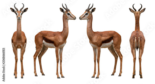 Gazelle displays a full body rotation sequence including front, side, and rear angles on a white background.