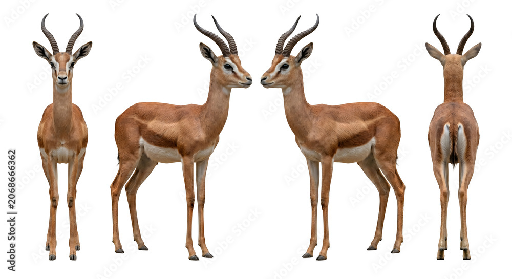 Fototapeta premium Thomson gazelle stands in a series of views showing its characteristic markings and horns from various angles on a clean white backdrop.