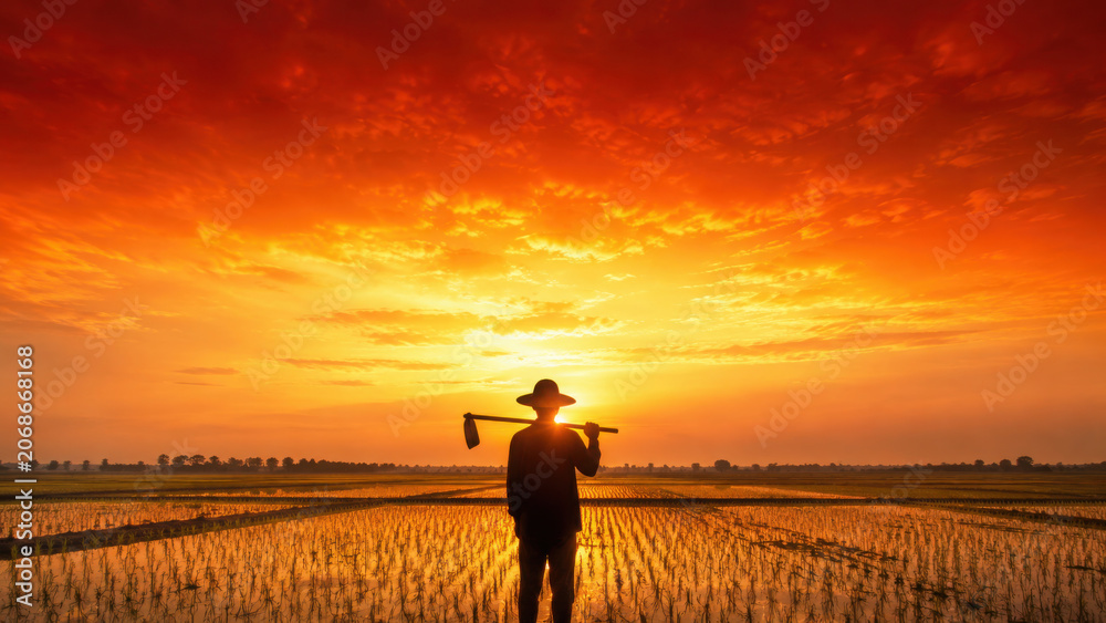 Fototapeta premium Farmer stands in rice field at sunset, holding hoe while vibrant orange sky creates stunning backdrop. scene evokes tranquility and hard work