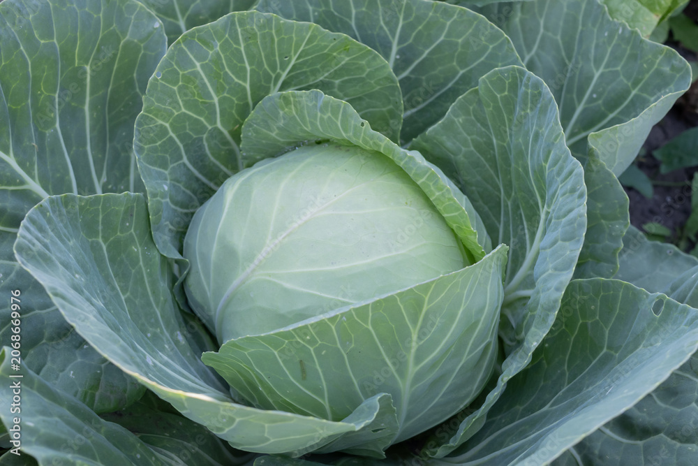 Obraz premium Mature White Cabbage Growing In Farm Garden Ready For Harvest Agricultural Production