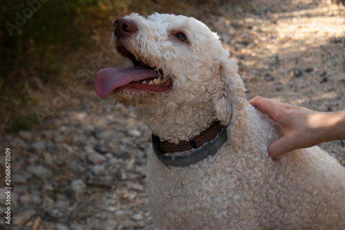 Fotografie Primo piano di un cane Lagotto Romagnolo bianco che ancona felice mentre riceve