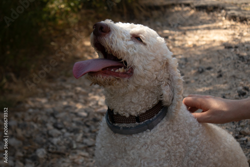 Primo piano di un cane Lagotto Romagnolo bianco che ancona felice mentre riceve una carezza sulla schiena da una mano umana