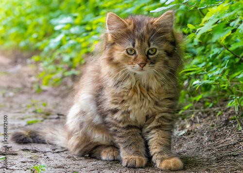 Photography Portrait of an adorable European wild cat kitten, juvenile - Felis silvestris wi