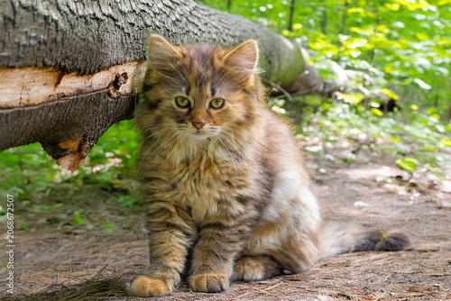 Photography Close-up of an adorable European wild cat kitten (Felis silvestris) with a fluff