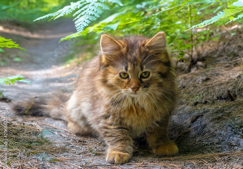 Photography Portrait of an adorable European wild cat kitten, juvenile - Felis silvestris wi